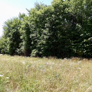 Photo #39 of SOLD property in Old Mill Rd, Halifax, VA 20.0 acres