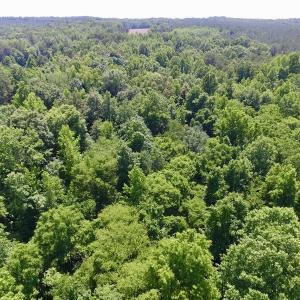 Photo #8 of SOLD property in Old Mill Rd, Halifax, VA 20.0 acres