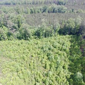 Photo #10 of SOLD property in New Grove Rd, Kenbridge, VA 56.0 acres
