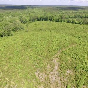 Photo #12 of SOLD property in New Grove Rd, Kenbridge, VA 56.0 acres