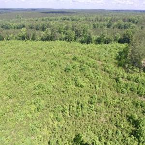 Photo #13 of SOLD property in New Grove Rd, Kenbridge, VA 56.0 acres