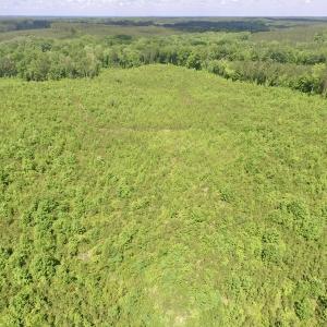 Photo #17 of SOLD property in New Grove Rd, Kenbridge, VA 56.0 acres
