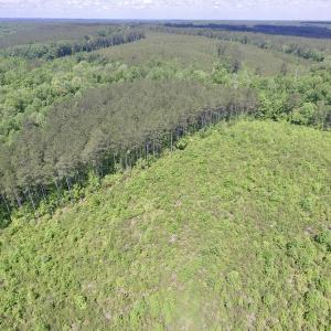 Photo #22 of SOLD property in New Grove Rd, Kenbridge, VA 56.0 acres