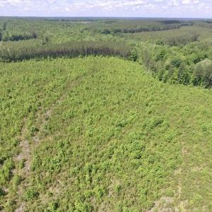 Photo #24 of SOLD property in New Grove Rd, Kenbridge, VA 56.0 acres