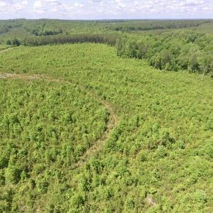 Photo #25 of SOLD property in New Grove Rd, Kenbridge, VA 56.0 acres