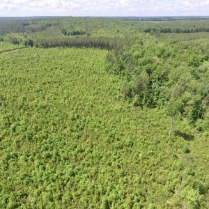 Photo #4 of SOLD property in New Grove Rd, Kenbridge, VA 56.0 acres