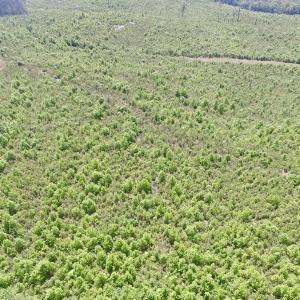 Photo #41 of SOLD property in New Grove Rd, Kenbridge, VA 56.0 acres