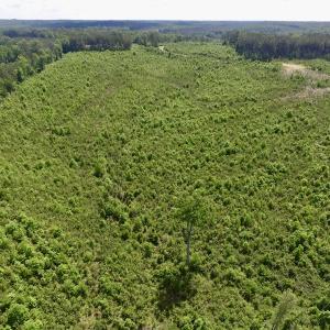 Photo #43 of SOLD property in New Grove Rd, Kenbridge, VA 56.0 acres
