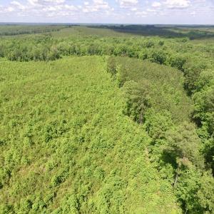 Photo #7 of SOLD property in New Grove Rd, Kenbridge, VA 56.0 acres