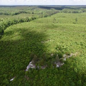 Photo #17 of SOLD property in New Grove Rd, Kenbridge, VA 58.0 acres