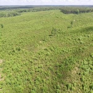 Photo #23 of SOLD property in New Grove Rd, Kenbridge, VA 58.0 acres