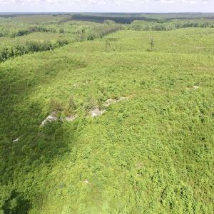 Photo #40 of SOLD property in New Grove Rd, Kenbridge, VA 58.0 acres
