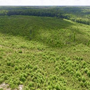 Photo #6 of SOLD property in New Grove Rd, Kenbridge, VA 58.0 acres