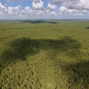 Photo #10 of SOLD property in Off New Lake Road, Belhaven, NC 60.0 acres