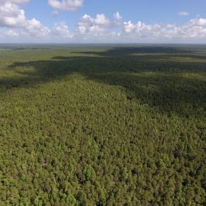 Photo #12 of SOLD property in Off New Lake Road, Belhaven, NC 60.0 acres