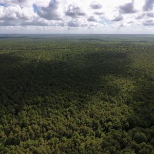 Photo #13 of SOLD property in Off New Lake Road, Belhaven, NC 60.0 acres