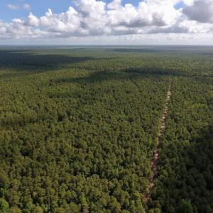 Photo #14 of SOLD property in Off New Lake Road, Belhaven, NC 60.0 acres