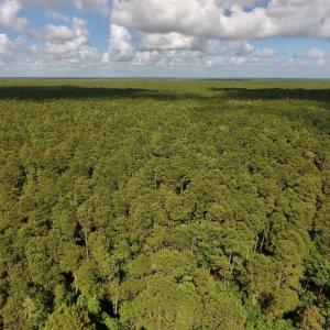 Photo #15 of SOLD property in Off New Lake Road, Belhaven, NC 60.0 acres