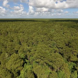 Photo #16 of SOLD property in Off New Lake Road, Belhaven, NC 60.0 acres