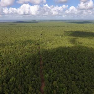 Photo #5 of SOLD property in Off New Lake Road, Belhaven, NC 60.0 acres
