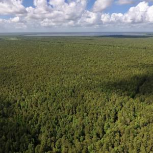 Photo #7 of SOLD property in Off New Lake Road, Belhaven, NC 60.0 acres