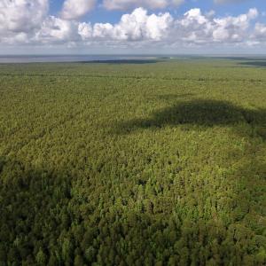 Photo #8 of SOLD property in Off New Lake Road, Belhaven, NC 60.0 acres