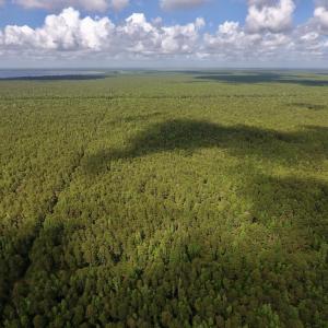Photo #9 of SOLD property in Off New Lake Road, Belhaven, NC 60.0 acres