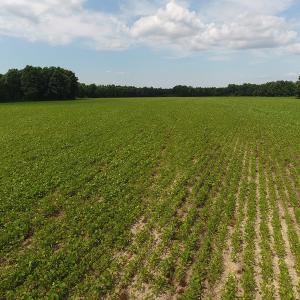 Photo #15 of SOLD property in Off Veachs Mill Road, Warsaw, NC 177.0 acres