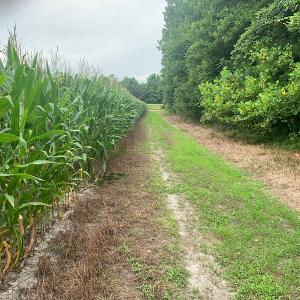 Photo #2 of SOLD property in Off Singletary Road, Whiteville, NC 37.0 acres