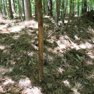 Photo #9 of SOLD property in Off Pumping Station Road, Sanford, NC 35.0 acres