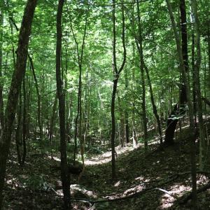 Photo #11 of SOLD property in Off Pumping Station Road, Sanford, NC 35.0 acres