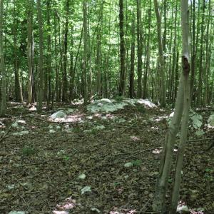 Photo #12 of SOLD property in Off Pumping Station Road, Sanford, NC 35.0 acres