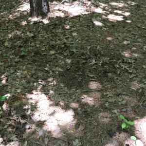 Photo #13 of SOLD property in Off Pumping Station Road, Sanford, NC 35.0 acres