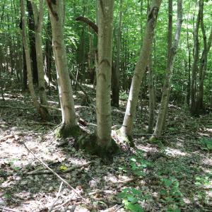 Photo #18 of SOLD property in Off Pumping Station Road, Sanford, NC 35.0 acres