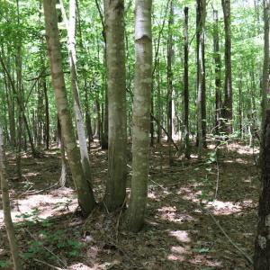 Photo #21 of SOLD property in Off Pumping Station Road, Sanford, NC 35.0 acres