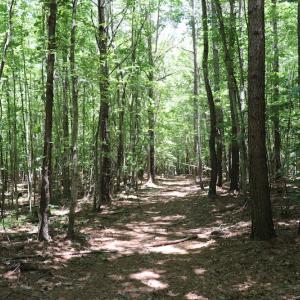 Photo #8 of SOLD property in Off Pumping Station Road, Sanford, NC 35.0 acres