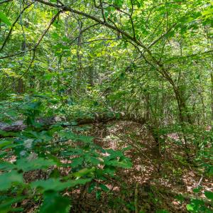 Photo #17 of SOLD property in Off Garrett Road, Liberty, NC 14.4 acres