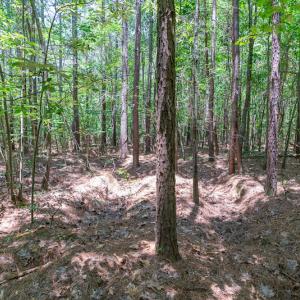 Photo #18 of SOLD property in Off Garrett Road, Liberty, NC 14.4 acres