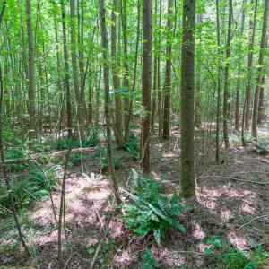 Photo #19 of SOLD property in Off Garrett Road, Liberty, NC 14.4 acres