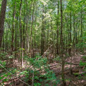 Photo #20 of SOLD property in Off Garrett Road, Liberty, NC 14.4 acres