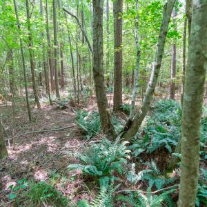 Photo #32 of SOLD property in Off Garrett Road, Liberty, NC 14.4 acres