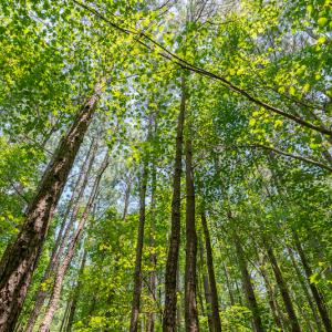 Photo #36 of SOLD property in Off Garrett Road, Liberty, NC 14.4 acres