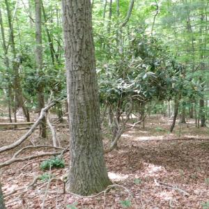 Photo #16 of SOLD property in 1554 Union Church Road, Ferrum, VA 7.3 acres