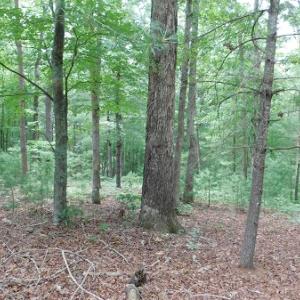 Photo #20 of SOLD property in 1554 Union Church Road, Ferrum, VA 7.3 acres