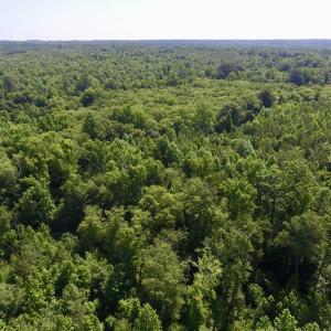 Photo #10 of SOLD property in Off Western Mill Road, Lawrenceville, VA 40.2 acres