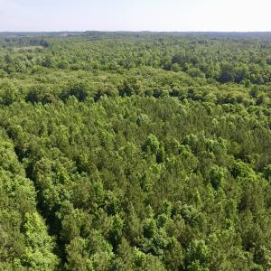Photo #11 of SOLD property in Off Western Mill Road, Lawrenceville, VA 40.2 acres