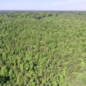 Photo #12 of SOLD property in Off Western Mill Road, Lawrenceville, VA 40.2 acres