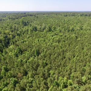 Photo #14 of SOLD property in Off Western Mill Road, Lawrenceville, VA 40.2 acres