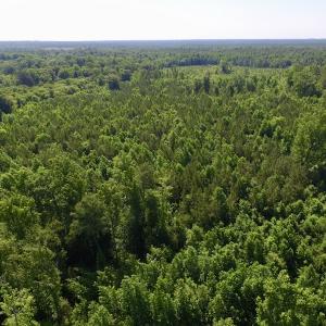 Photo #15 of SOLD property in Off Western Mill Road, Lawrenceville, VA 40.2 acres