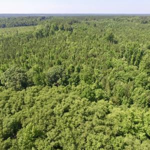 Photo #16 of SOLD property in Off Western Mill Road, Lawrenceville, VA 40.2 acres
